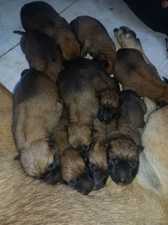 Belgian malinois police dogs