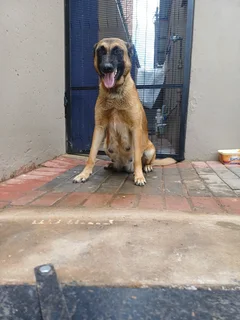 Belgian malinois police dogs