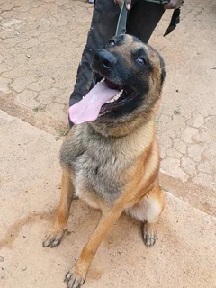 Belgian malinois police dogs