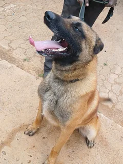 Belgian malinois police dogs