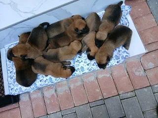Belgian malinois police dogs
