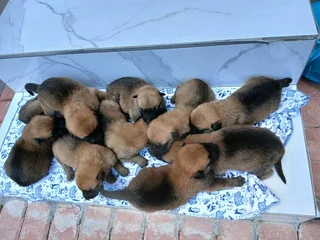 Belgian malinois police dogs