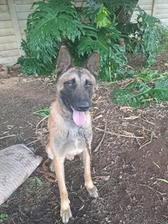 Belgian malinois police dogs