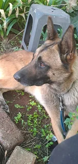 Belgian malinois police dogs