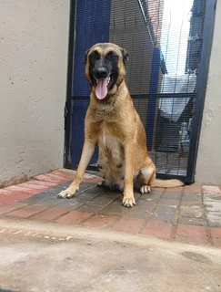 “Belgian Malinois Puppies – Police & Security Lineage – Ready Now!”