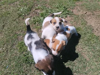 Pure Jack Russell puppies