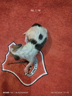 Pure Jack Russell puppies