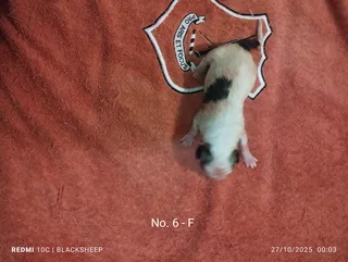 Pure Jack Russell puppies