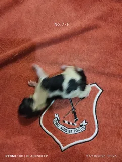 Pure Jack Russell puppies