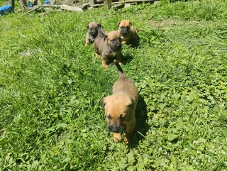 Corgi mix X Jack Russell