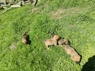 Corgi mix X Jack Russell