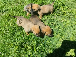 Corgi mix X Jack Russell