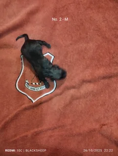 Corgi mix X Jack Russell