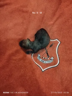 Corgi mix X Jack Russell