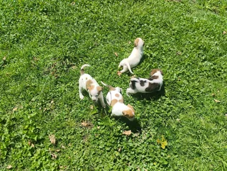 Pure Jack Russell puppies