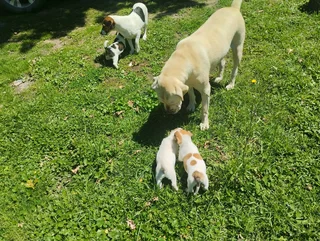 Pure Jack Russell puppies