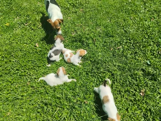 Pure Jack Russell puppies