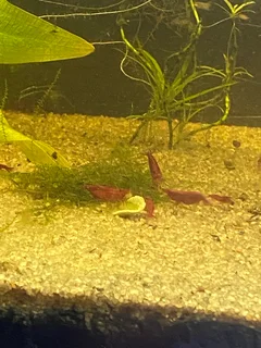 Red cherry shrimp sub adults