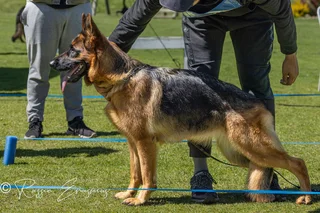 German Shepherd Puppies - Registered