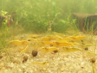 Yellow Shrimp