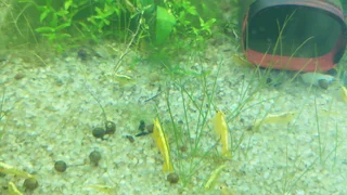 Yellow Shrimp