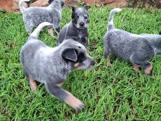 Australian Cattle Dog Puppies