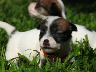 Wirehaired Jack Russells