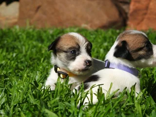 WIREHAIRED JACK RUSSELLS