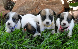 WIREHAIRED JACK RUSSELLS