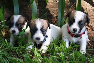 WIREHAIRED JACK RUSSELLS