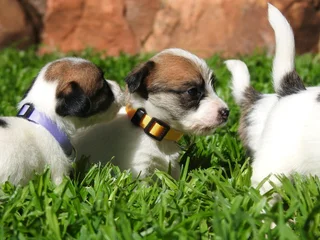 WIREHAIRED JACK RUSSELLS