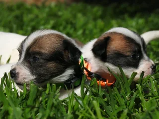 WIREHAIRED JACK RUSSELLS