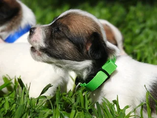 WIREHAIRED JACK RUSSELLS