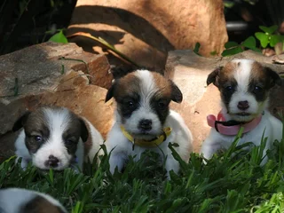 WIREHAIRED JACK RUSSELLS