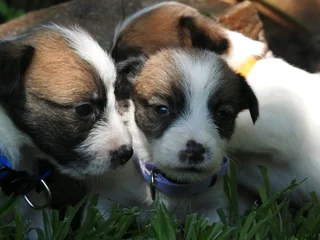 WIREHAIRED JACK RUSSELLS