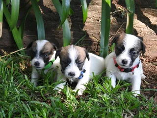 WIREHAIRED JACK RUSSELLS
