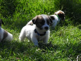 Wirehaired Jack Russell Males