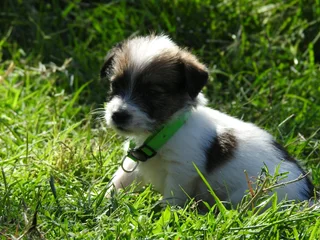 WIREHAIRED JACK RUSSELL MALES