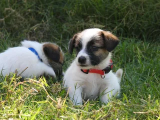 WIREHAIRED JACK RUSSELL MALES