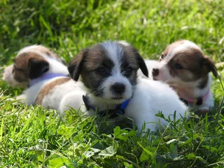 WIREHAIRED JACK RUSSELL MALES