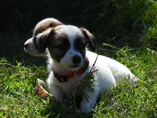 WIREHAIRED JACK RUSSELL MALES