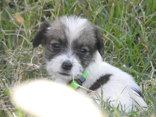 WIREHAIRED JACK RUSSELL MALES