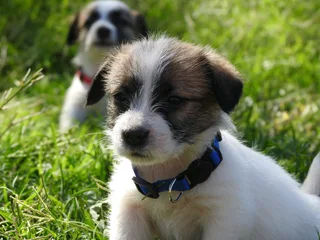 WIREHAIRED JACK RUSSELL MALES