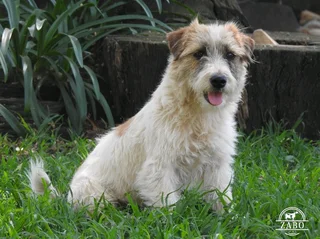 WIREHAIRED JACK RUSSELL MALES