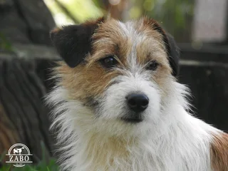 WIREHAIRED JACK RUSSELL MALES