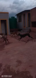 Pets - Ad posted by Katlego Raborife