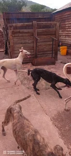 Pets - Ad posted by Katlego Raborife