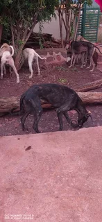 Pets - Ad posted by Katlego Raborife