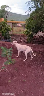 Pets - Ad posted by Katlego Raborife