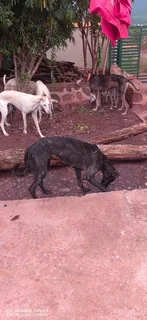 Pets - Ad posted by Katlego Raborife